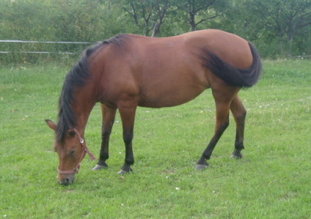 ema015.jpg