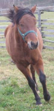 gracie002.jpg