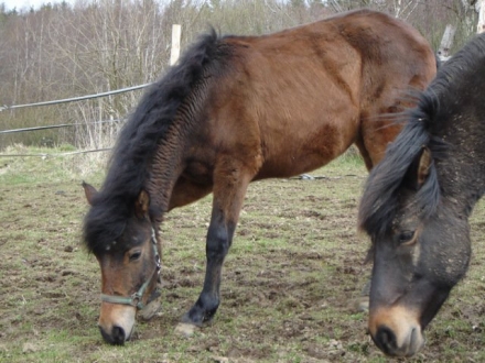 gerda004.jpg